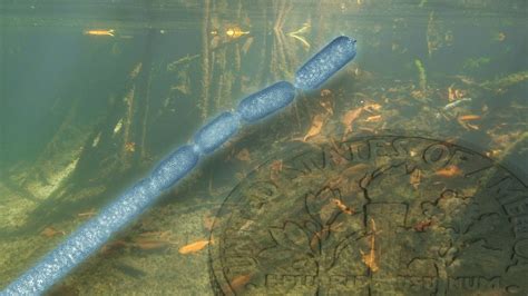 Large Bacterium Visible To The Naked Eye Found In Mangroves Of France Technology News