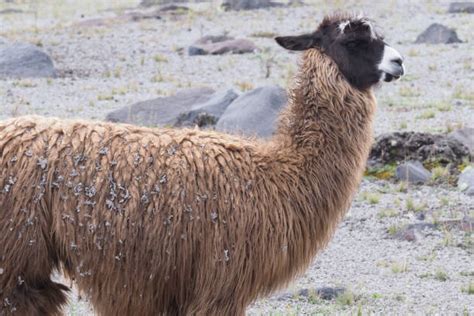 Cotopaxi Wildlife Animals In The Wild Ecuador Stock Photos, Pictures ...