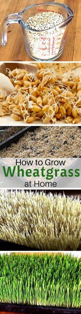 Wheatgrass Growing How To Grow Wheatgrass At Home For Juice Home Gardeners