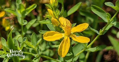 Foraging St. John's Wort: How To Identify And Harvest - Unruly Gardening