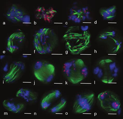 Mt Arrays In The First And Second Meiosis Of 2r2dxr Hybrids A B