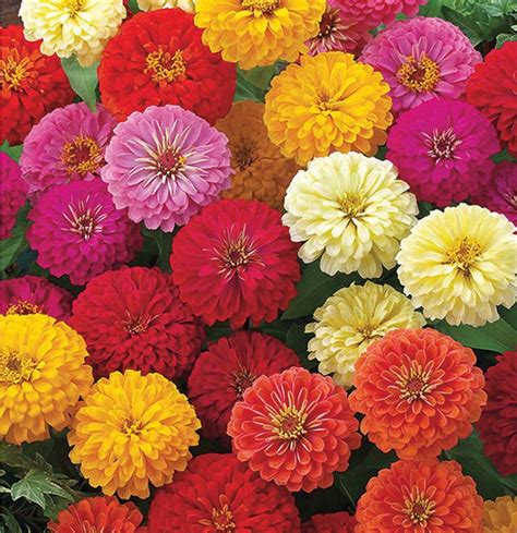 Zinnia Dwarf Mixed flower seeds - Sierra Flora