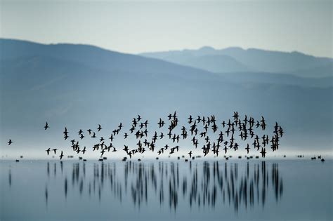 Motion — Ray Hennessy Wildlife