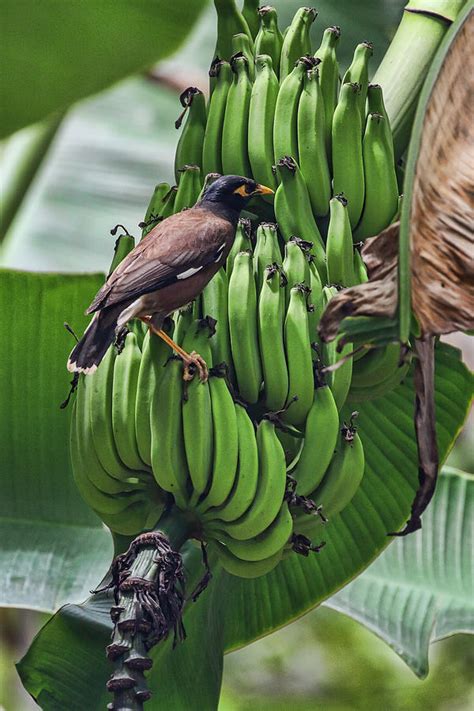 Myna Bird On Bananas Photograph By John Haldane Pixels