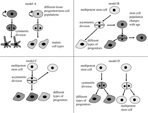 Different Models Of Stem Cell Division In Model A Each Stem Or Download Scientific Diagram