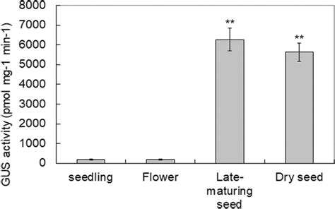 β glucuronidase GUS activity in extracts from seedlings flowers