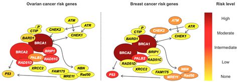 Cancers Free Full Text Rare Germline Genetic Variants And The Risks