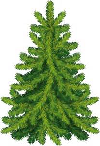 Fir Tree Png Transparent