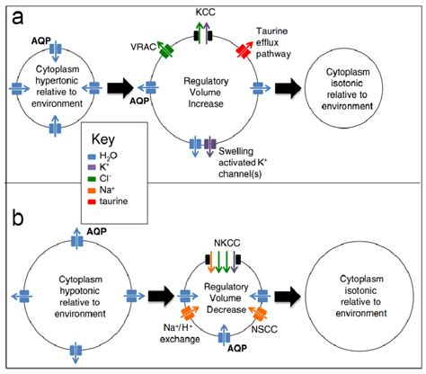 1 Solute Transport Pathways Mediating Cell Volume Regulation A