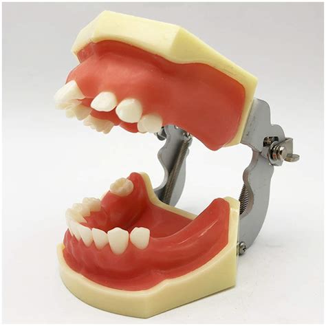 Buy Fmoge Teeth Teaching Model Typodont Teeth Model Mandibular Im