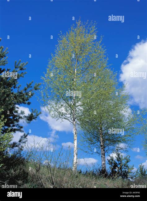 Silver Birch Trees Betula Pendula Stock Photo Alamy