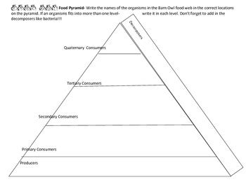 Barn Owl Food Web Energy Pyramid Works With Owl Pellets By Scienceisfun