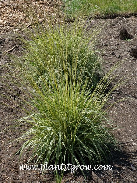 Variegated Moor Grass Molinia Caerulea Plants To Grow Plants Database By Paul S Drobot