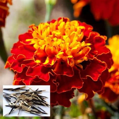 Organic French Marigold Seed For Agriculture Medicinal Style Dried