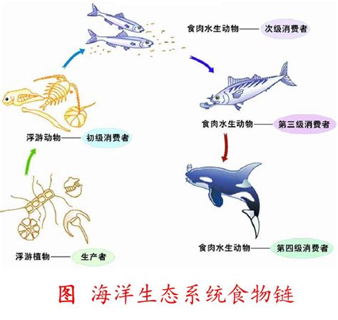 科学网—生态系统之结构及其调节 王从彦的博文