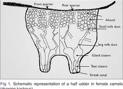 Figure 1 From Physiology Of Lactation And Machine Milking In Dromedary