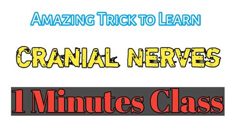 Trick To Remember Cranial Nerves How To Remember 12 Cranial Nerves