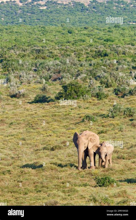 African Bush Elephants Loxodonta Africana Elephant Baby With His