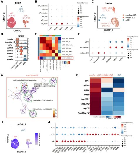 Cross Organ Single Cell Transcriptome Profiling Reveals Macrophage And