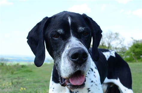 English Pointer Steckbrief Charakter Wesen Und Haltung