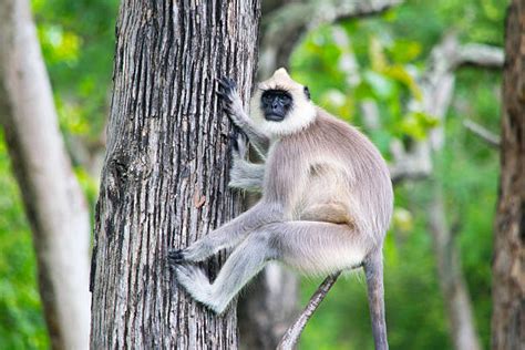 Best Langur Monkey Stock Photos, Pictures & Royalty-Free Images - iStock