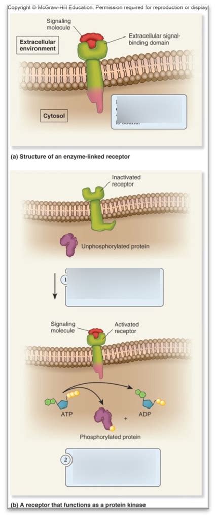 Enzyme Linked Receptor Diagram Quizlet