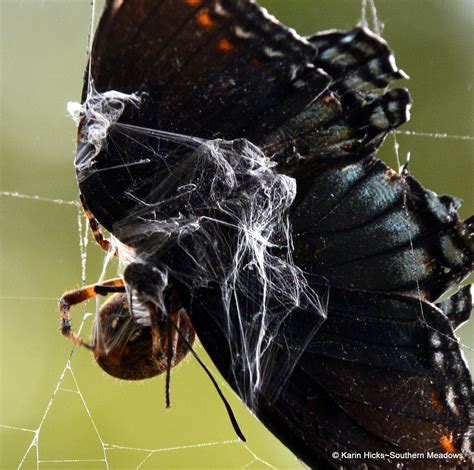 Orb Weaver Spiders