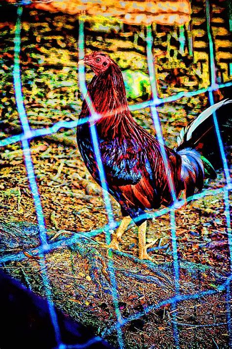 Rooster Red Art Photograph by Lesa Fine - Fine Art America