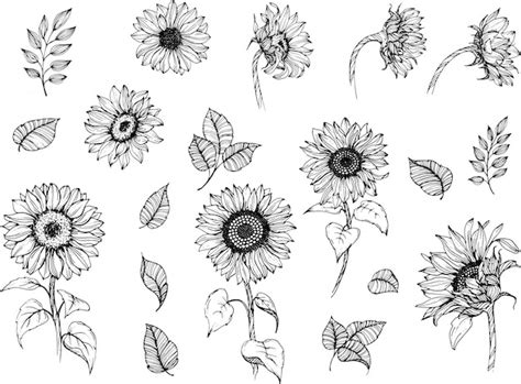 Premium Vector Sunflowers Line Art Set