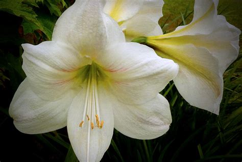 White Amaryllis Photograph by Dave Bosse - Pixels