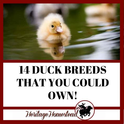 Duck Breeds: 14 Breeds YOU Could Own and Their Facts at a Glance