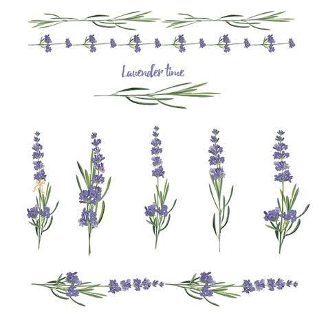 Legen Sie Violette Lavendel Sch Ne Florale Elemente Im Aquarell Stil