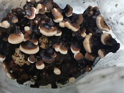 Reishi Ready To Fruit Block The Ugly Barn Farm