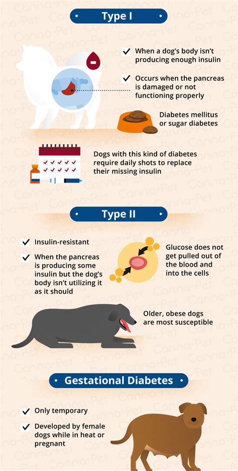 How To Cure Diabetes In Dogs?