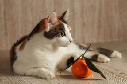 Les Chats Peuvent Ils Manger De La Mandarine Une Exploration Des