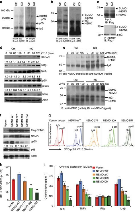 Senp Deletion Augments Nemo Sumoylation And Cytokine Expression In The