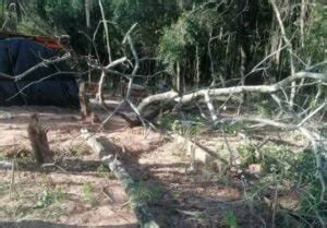 Peque O Muri Al Caerle Encima Un Rbol Que Podaba Su Padre