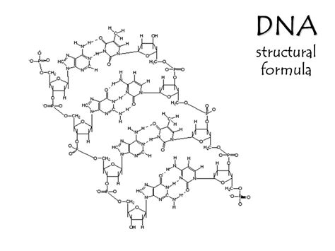 Dna Replication Drawing At Paintingvalley Explore Collection Of