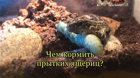 Чем можно кормить прытких ящериц? - YouTube