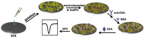 Schematic Illustration Of The Electrochemical Immunoassay Protocol