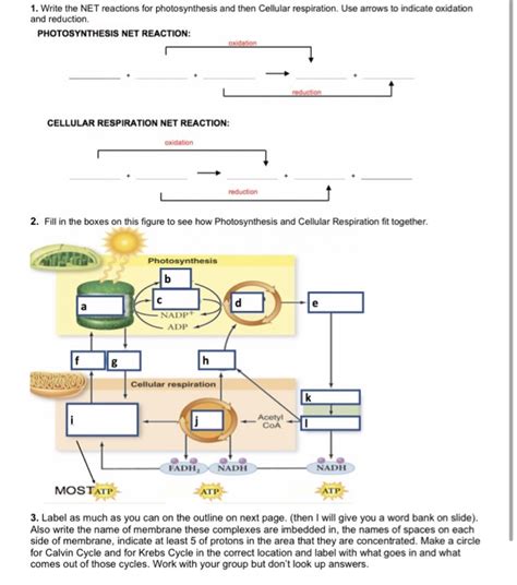 Solved Write The Net Reactions For Photosynthesis And Chegg