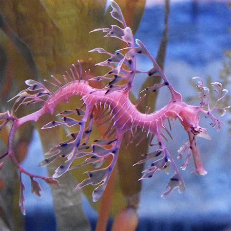 Seahorse And Cuttlefish Sea Life Melbourne