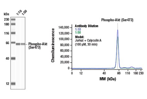 Phospho Akt Pathway Antibody Sampler Kit Cell Signaling Technology