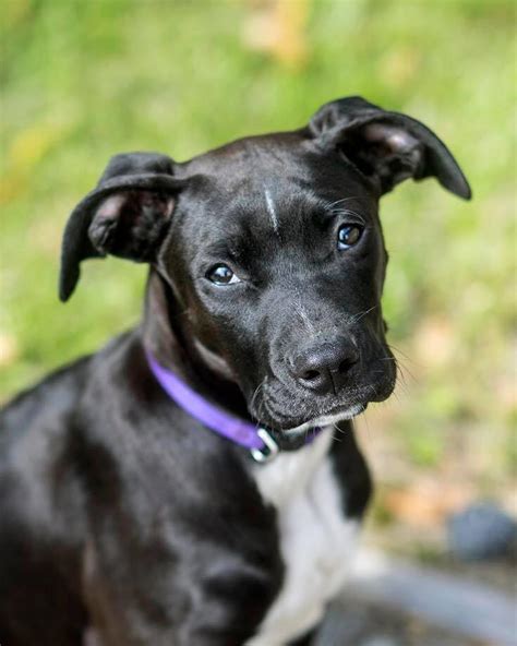 Tux The Great Dane Labrador Mix