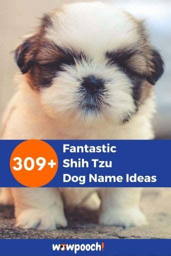 309 Fantastic Shih Tzu Dog Name Ideas Wowpooch