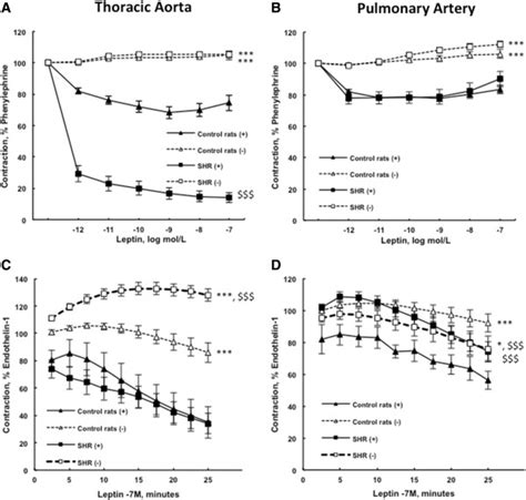 Concentration Response Curves To Leptin After Phenylephrine