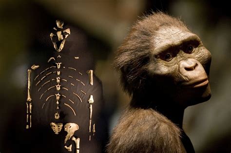Csi Stone Age Scientists Discover How Ancient Human Ancestor Lucy Died