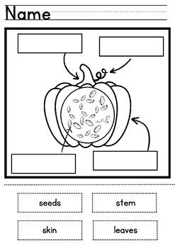 Parts Of A Pumpkin Labeling Differentiated Sheet Options Plus