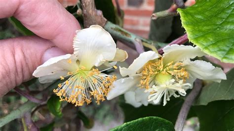 Kiwi Fruit Flower