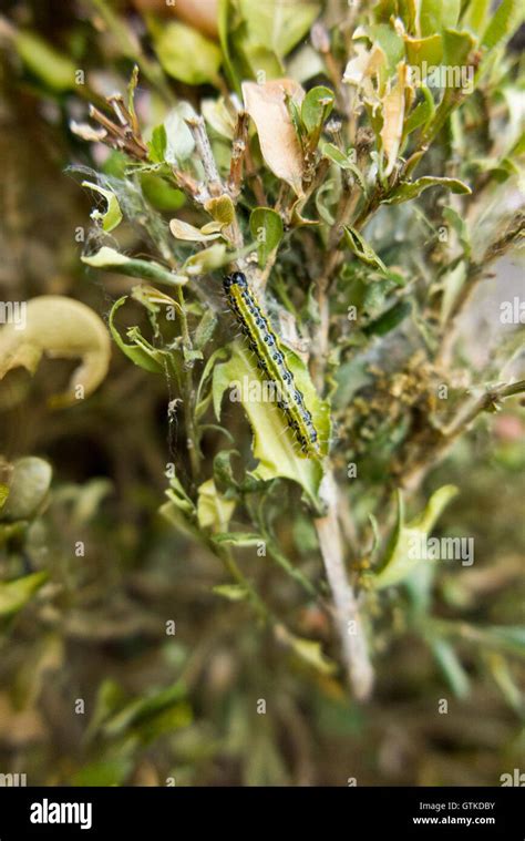 Caterpillar Of The Box Tree Moth Cydalima Perspectalis Eating Box